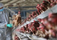Bird-flu-1