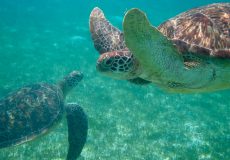 turtle-2